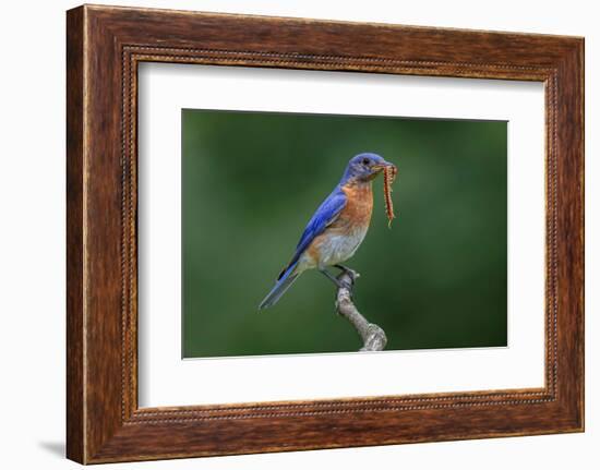 Male Eastern bluebird with centipede, Kentucky-Adam Jones-Framed Photographic Print