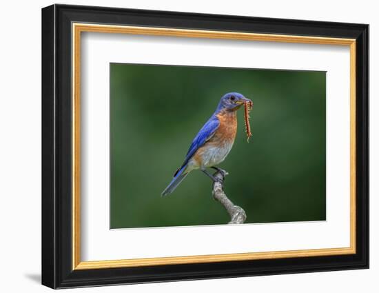 Male Eastern bluebird with centipede, Kentucky-Adam Jones-Framed Photographic Print