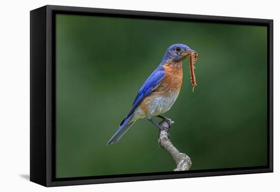 Male Eastern bluebird with centipede, Kentucky-Adam Jones-Framed Premier Image Canvas