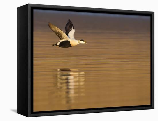 Male Eider (Somateria Mollissima) in Flight over Water, Aberdeenshire , Scotland, UK, February-Mark Hamblin-Framed Premier Image Canvas