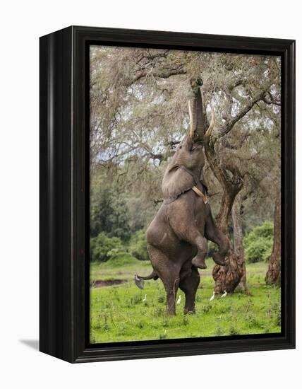 Male Elephant standing on hind legs to reach acacia pods. Mana Pools National Park, Zimbabwe-Tony Heald-Framed Premier Image Canvas