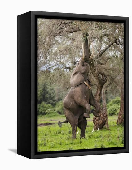 Male Elephant standing on hind legs to reach acacia pods. Mana Pools National Park, Zimbabwe-Tony Heald-Framed Premier Image Canvas