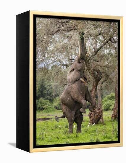 Male Elephant standing on hind legs to reach acacia pods. Mana Pools National Park, Zimbabwe-Tony Heald-Framed Premier Image Canvas