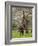 Male Elephant standing on hind legs to reach acacia pods. Mana Pools National Park, Zimbabwe-Tony Heald-Framed Photographic Print