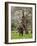 Male Elephant standing on hind legs to reach acacia pods. Mana Pools National Park, Zimbabwe-Tony Heald-Framed Photographic Print