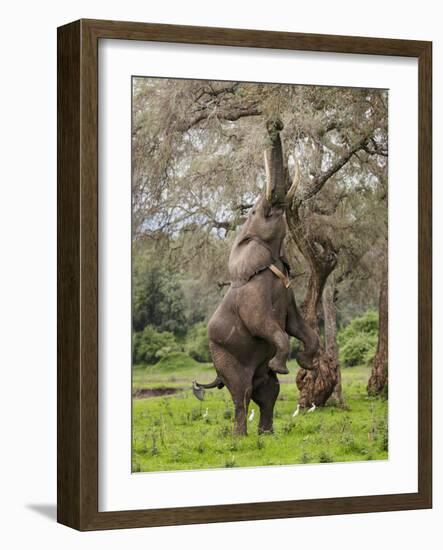 Male Elephant standing on hind legs to reach acacia pods. Mana Pools National Park, Zimbabwe-Tony Heald-Framed Photographic Print