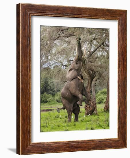 Male Elephant standing on hind legs to reach acacia pods. Mana Pools National Park, Zimbabwe-Tony Heald-Framed Photographic Print