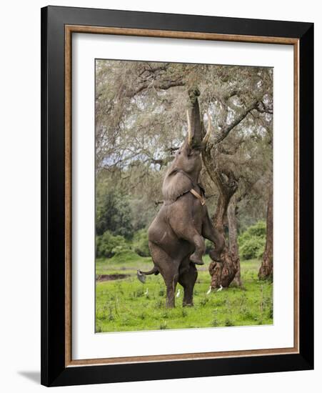 Male Elephant standing on hind legs to reach acacia pods. Mana Pools National Park, Zimbabwe-Tony Heald-Framed Photographic Print