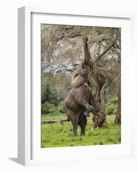 Male Elephant standing on hind legs to reach acacia pods. Mana Pools National Park, Zimbabwe-Tony Heald-Framed Photographic Print