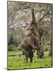 Male Elephant standing on hind legs to reach acacia pods. Mana Pools National Park, Zimbabwe-Tony Heald-Mounted Photographic Print