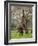 Male Elephant standing on hind legs to reach acacia pods. Mana Pools National Park, Zimbabwe-Tony Heald-Framed Photographic Print