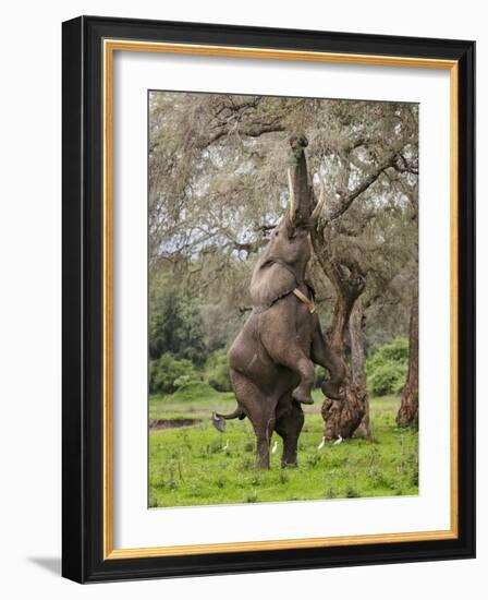 Male Elephant standing on hind legs to reach acacia pods. Mana Pools National Park, Zimbabwe-Tony Heald-Framed Photographic Print