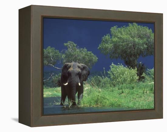 Male Elephant under Stormy Skies on Bank of Zambezi River, Zimbabwe-John Warburton-lee-Framed Premier Image Canvas