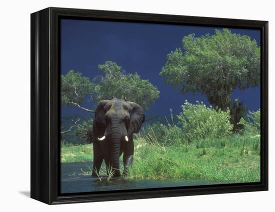 Male Elephant under Stormy Skies on Bank of Zambezi River, Zimbabwe-John Warburton-lee-Framed Premier Image Canvas