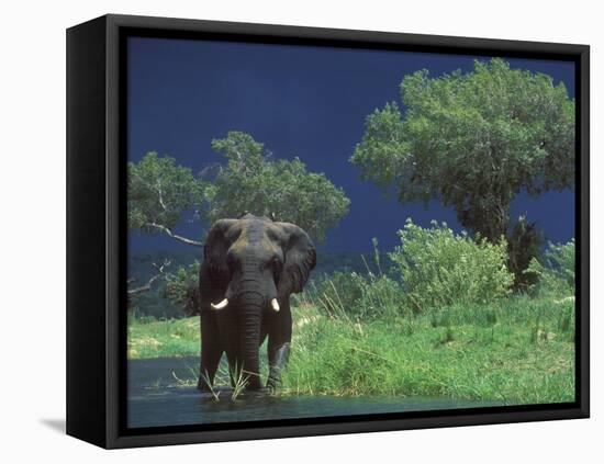 Male Elephant under Stormy Skies on Bank of Zambezi River, Zimbabwe-John Warburton-lee-Framed Premier Image Canvas