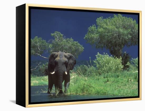 Male Elephant under Stormy Skies on Bank of Zambezi River, Zimbabwe-John Warburton-lee-Framed Premier Image Canvas