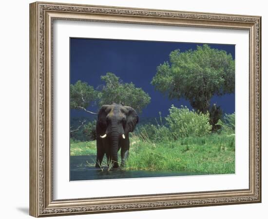 Male Elephant under Stormy Skies on Bank of Zambezi River, Zimbabwe-John Warburton-lee-Framed Photographic Print