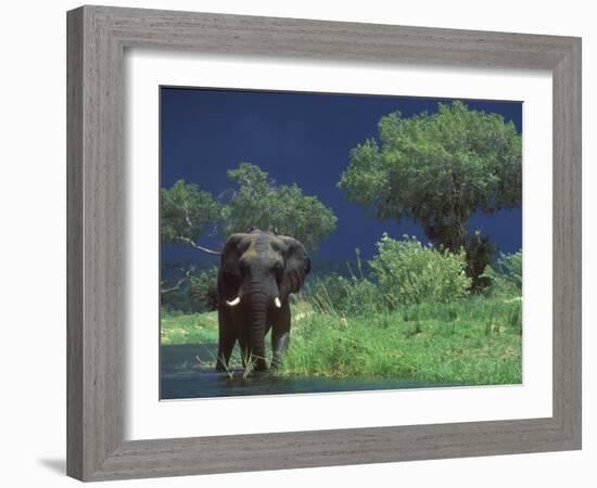 Male Elephant under Stormy Skies on Bank of Zambezi River, Zimbabwe-John Warburton-lee-Framed Photographic Print