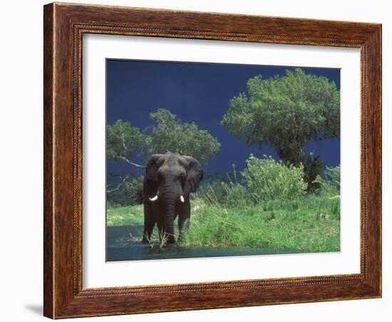 Male Elephant under Stormy Skies on Bank of Zambezi River, Zimbabwe-John Warburton-lee-Framed Photographic Print