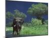 Male Elephant under Stormy Skies on Bank of Zambezi River, Zimbabwe-John Warburton-lee-Mounted Photographic Print