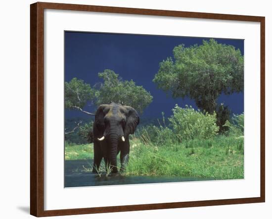 Male Elephant under Stormy Skies on Bank of Zambezi River, Zimbabwe-John Warburton-lee-Framed Photographic Print