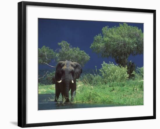 Male Elephant under Stormy Skies on Bank of Zambezi River, Zimbabwe-John Warburton-lee-Framed Photographic Print