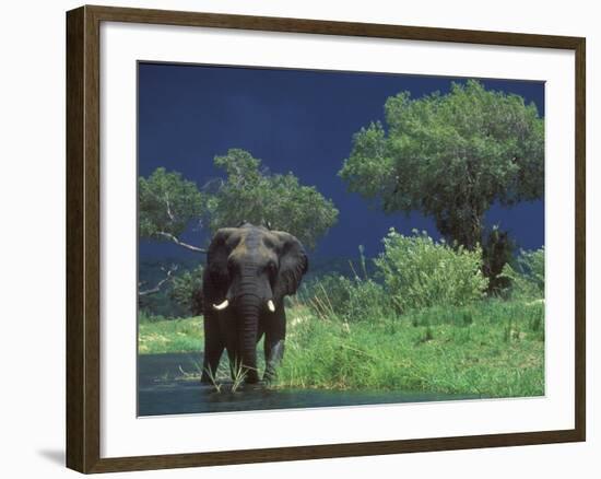 Male Elephant under Stormy Skies on Bank of Zambezi River, Zimbabwe-John Warburton-lee-Framed Photographic Print