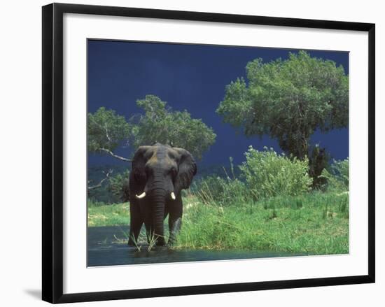 Male Elephant under Stormy Skies on Bank of Zambezi River, Zimbabwe-John Warburton-lee-Framed Photographic Print