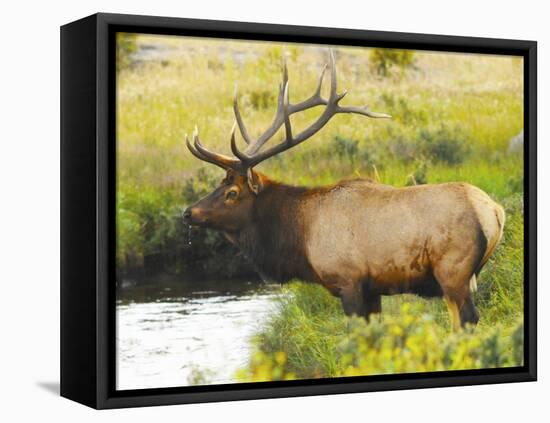 Male Elk at Creek: Moraine Park, Rocky Mountain National Park, Colorado, USA-Michel Hersen-Framed Premier Image Canvas