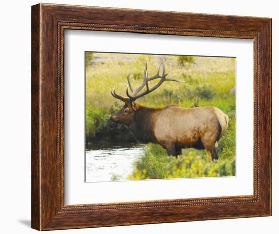 Male Elk at Creek: Moraine Park, Rocky Mountain National Park, Colorado, USA-Michel Hersen-Framed Photographic Print