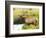 Male Elk at Creek: Moraine Park, Rocky Mountain National Park, Colorado, USA-Michel Hersen-Framed Photographic Print