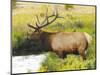 Male Elk at Creek: Moraine Park, Rocky Mountain National Park, Colorado, USA-Michel Hersen-Mounted Photographic Print