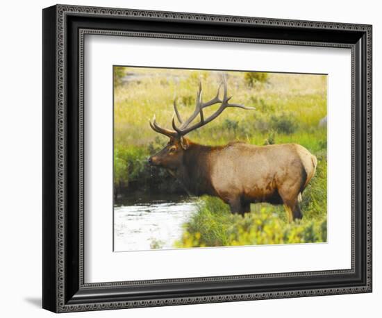 Male Elk at Creek: Moraine Park, Rocky Mountain National Park, Colorado, USA-Michel Hersen-Framed Photographic Print