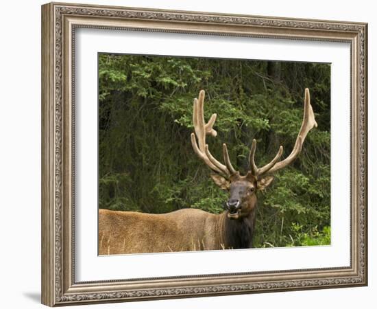 Male Elk, Bow Valley Parkway, Banff National Park, Alberta, Canada-Michel Hersen-Framed Photographic Print