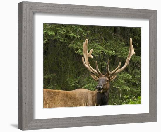 Male Elk, Bow Valley Parkway, Banff National Park, Alberta, Canada-Michel Hersen-Framed Photographic Print