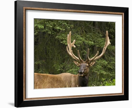 Male Elk, Bow Valley Parkway, Banff National Park, Alberta, Canada-Michel Hersen-Framed Photographic Print