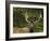 Male Elk, Bow Valley Parkway, Banff National Park, Alberta, Canada-Michel Hersen-Framed Photographic Print