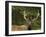 Male Elk, Bow Valley Parkway, Banff National Park, Alberta, Canada-Michel Hersen-Framed Photographic Print