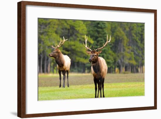 Male Elk or Wapiti (Cervus Canadensis) near Cascade Pond in Banff National Park Alberta Canada-Steve Meese-Framed Photographic Print