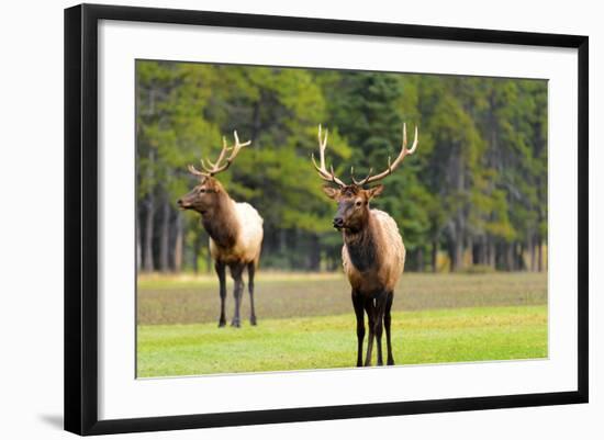 Male Elk or Wapiti (Cervus Canadensis) near Cascade Pond in Banff National Park Alberta Canada-Steve Meese-Framed Photographic Print