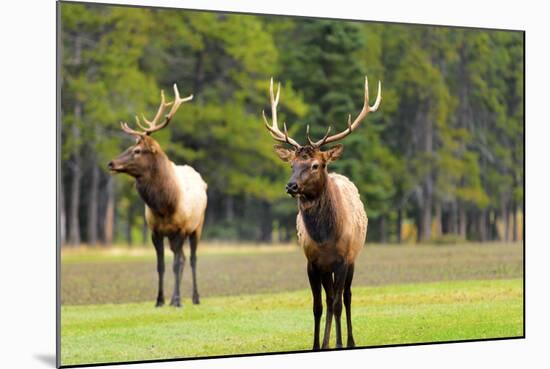 Male Elk or Wapiti (Cervus Canadensis) near Cascade Pond in Banff National Park Alberta Canada-Steve Meese-Mounted Photographic Print