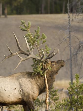 Male Elk Rubbing Antlers on Evergreen Tree, Yellowstone 