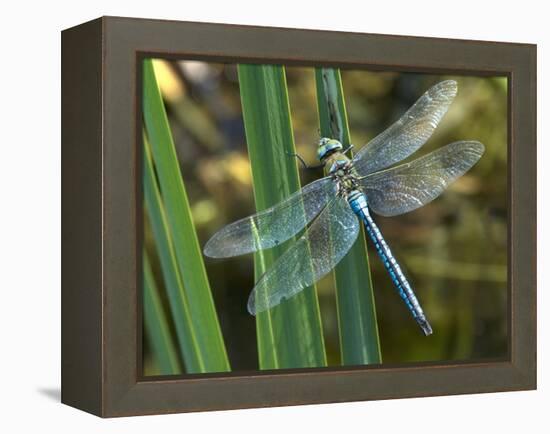 Male Emperor Dragonfly-Adrian Bicker-Framed Premier Image Canvas