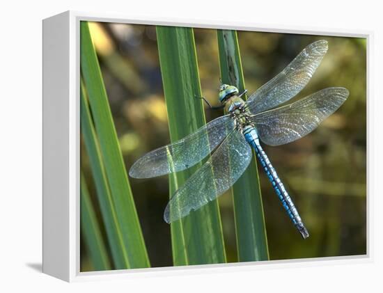 Male Emperor Dragonfly-Adrian Bicker-Framed Premier Image Canvas