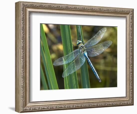 Male Emperor Dragonfly-Adrian Bicker-Framed Premium Photographic Print