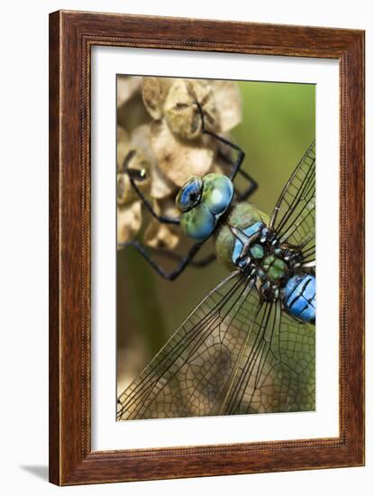 Male Emperor Dragonfly-Adrian Bicker-Framed Photographic Print