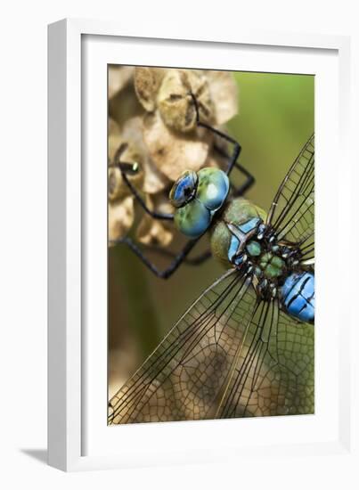 Male Emperor Dragonfly-Adrian Bicker-Framed Photographic Print