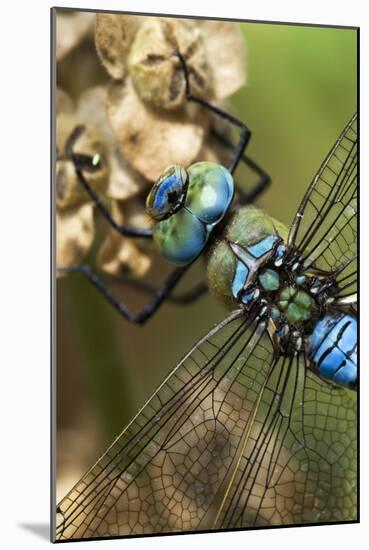 Male Emperor Dragonfly-Adrian Bicker-Mounted Photographic Print