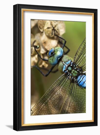 Male Emperor Dragonfly-Adrian Bicker-Framed Photographic Print