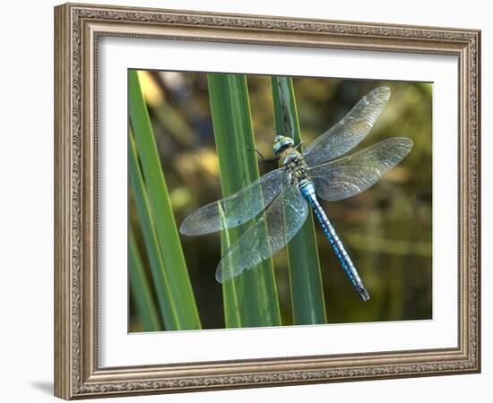 Male Emperor Dragonfly-Adrian Bicker-Framed Photographic Print